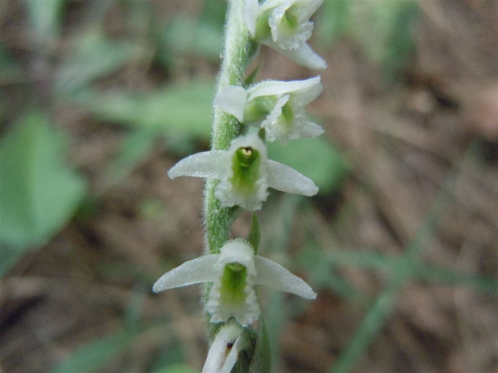 Da identificare2 : Spiranthes spiralis